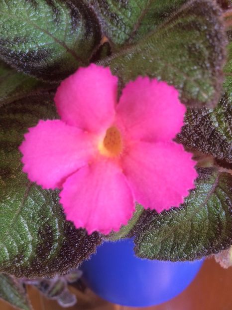24.05.2017 - Episcia Pink Panther