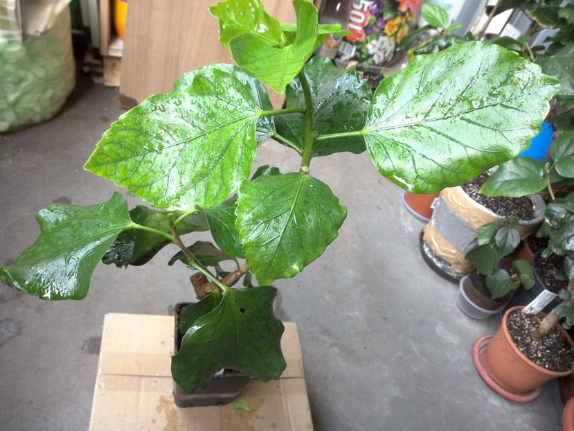 WIN_20170524_072440 - My Way