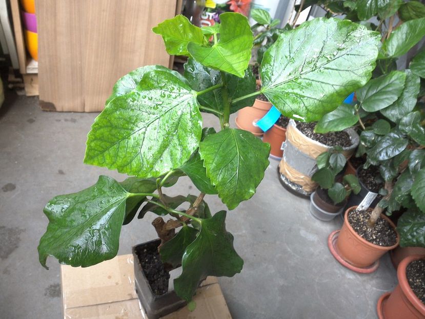 WIN_20170524_072502 - My Way