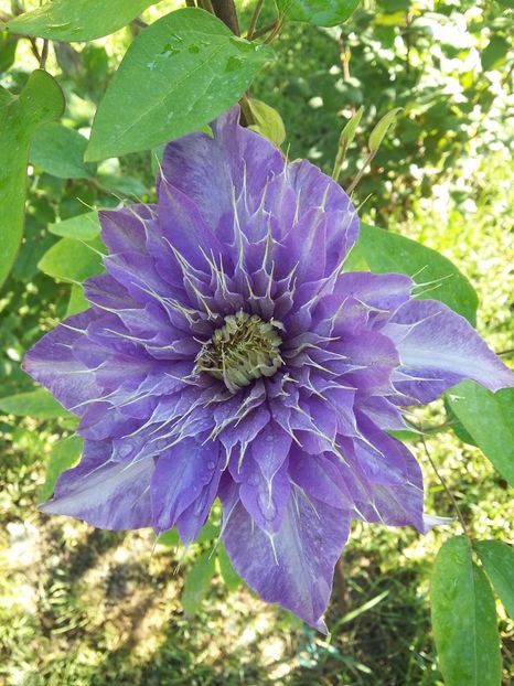  - 2017 clematis
