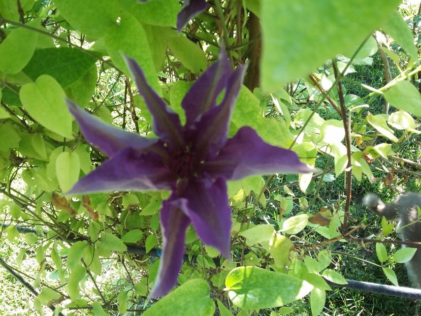  - 2017 clematis