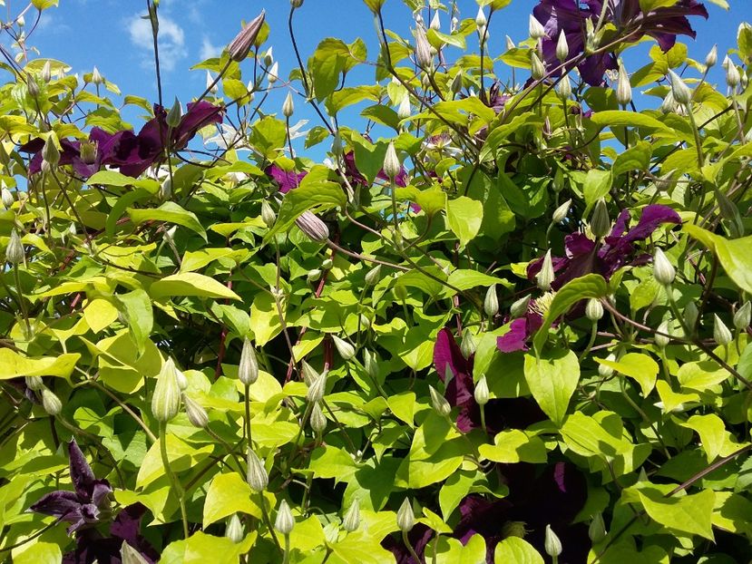  - 2017 clematis