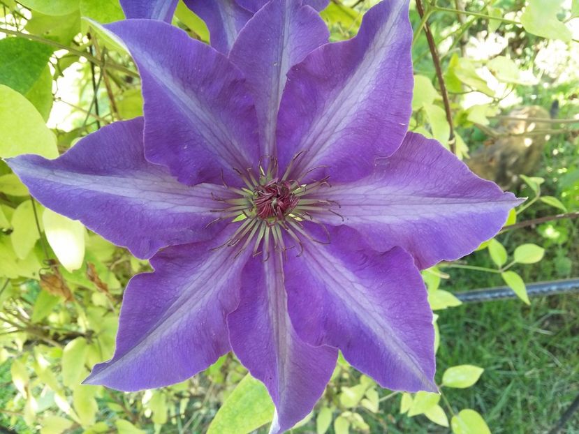  - 2017 clematis