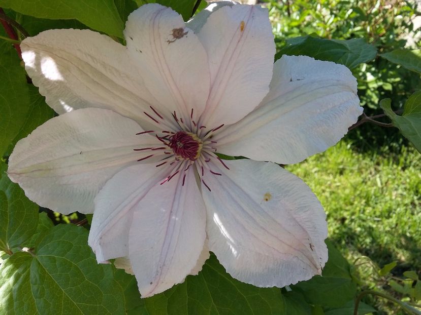  - 2017 clematis