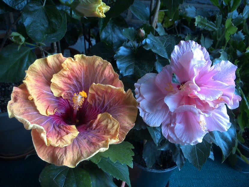 WIN_20170524_072722 - 02Hibiscus