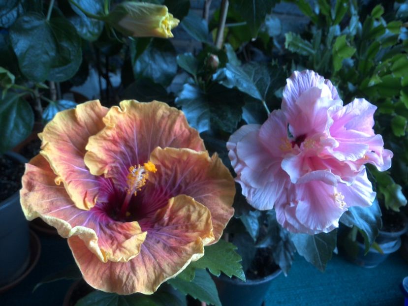 WIN_20170524_072738 - 02Hibiscus