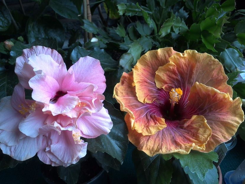 WIN_20170524_072813 - 02Hibiscus