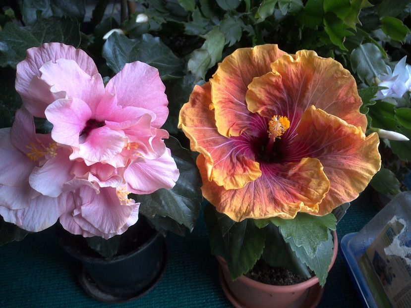 WIN_20170524_072819 - 02Hibiscus