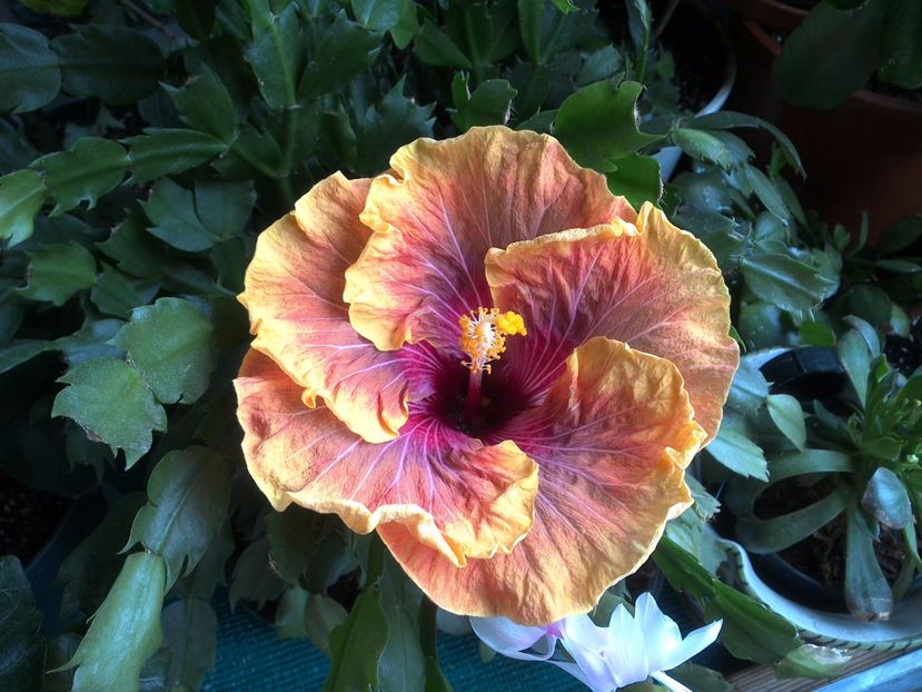 WIN_20170524_073236 - Jolanda Gommer