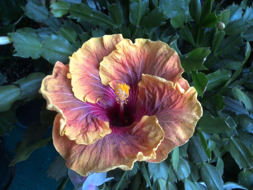 WIN_20170524_073311 - Jolanda Gommer