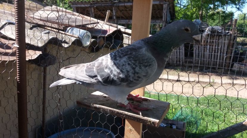  - Voiajori standard matca