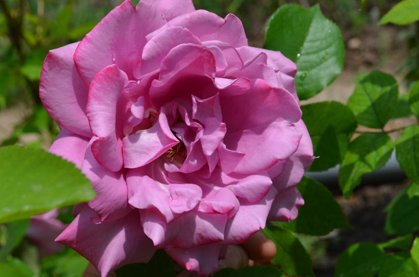  - dragostea  de natura