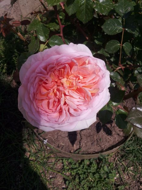 11 Abraham Darby - Abraham Darby