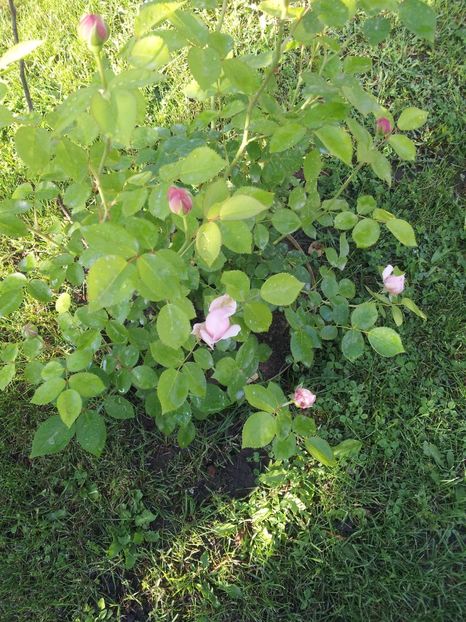 1 Saint Swithun en - Saint Swithun