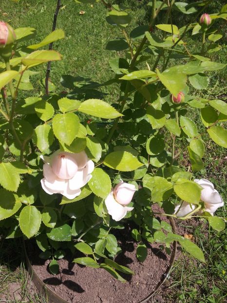 3 Saint Swithun en - Saint Swithun