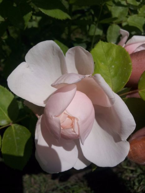 4 Saint Swithun en - Saint Swithun