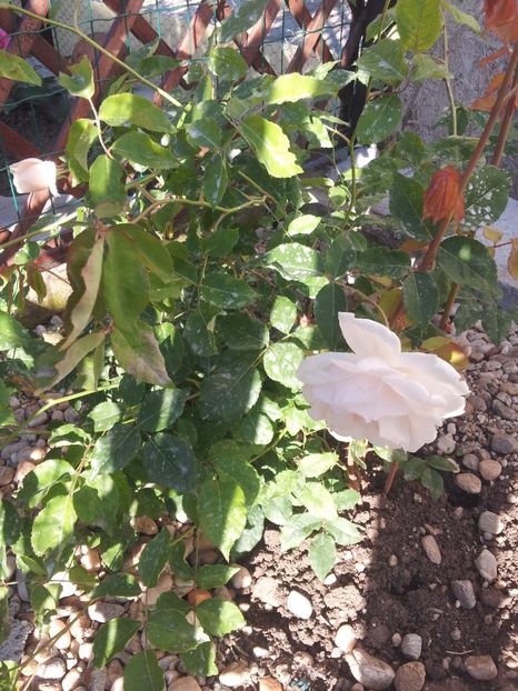 1 Madame Alfred Carriere - Madame Alfred Carriere