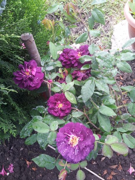 1 Nuits de Young is - Nuits de Young