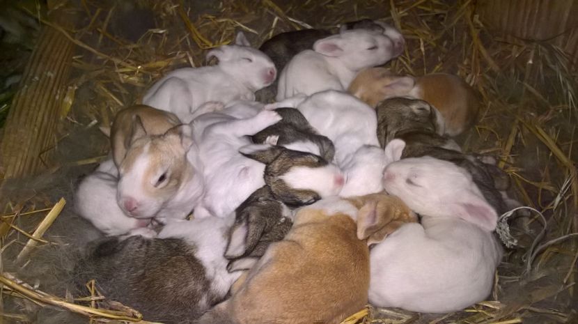  - a1-femela hycole argintie