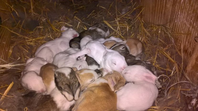  - a1-femela hycole argintie