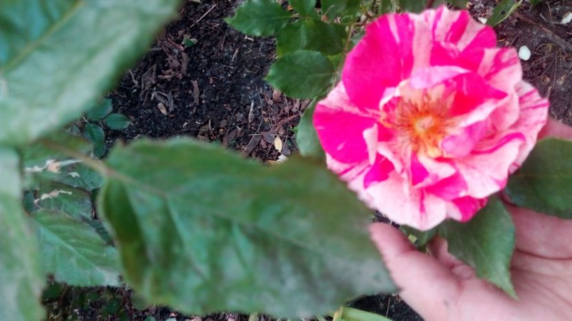  - Grădiniță de flori2017