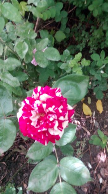  - Grădiniță de flori2017