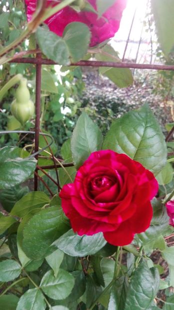  - Grădiniță de flori2017