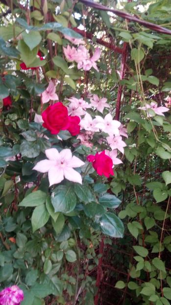  - Grădiniță de flori2017