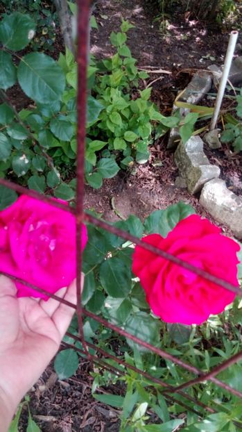  - Grădiniță de flori2017