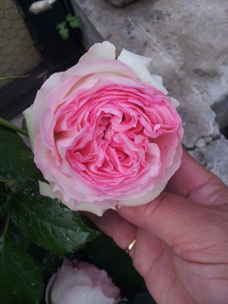 Eden Roses 2 - Eden Rose