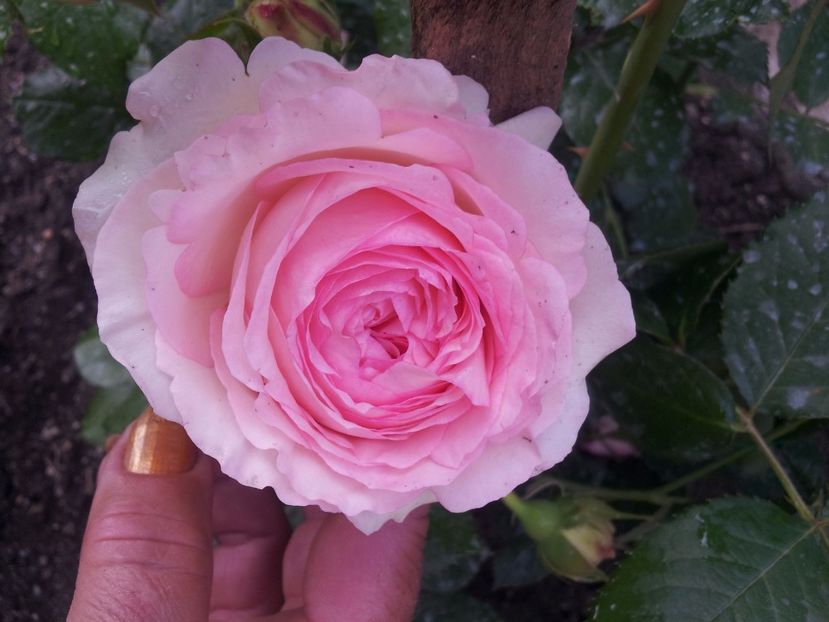 Eden Rose 3 - Eden Rose