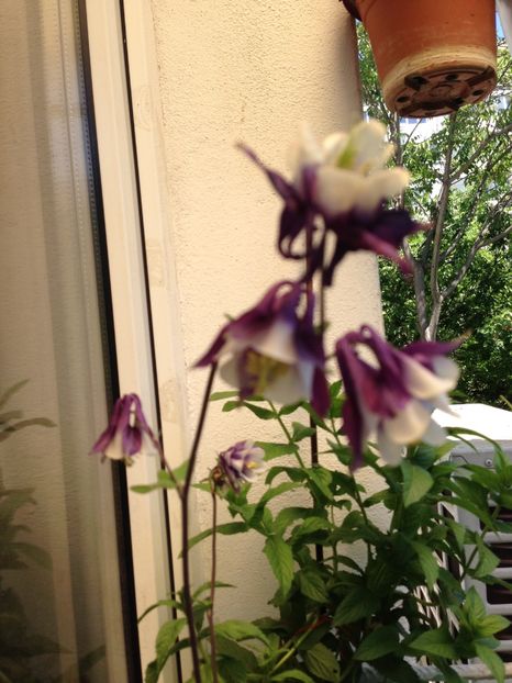  - Achizitii FLORI 2017