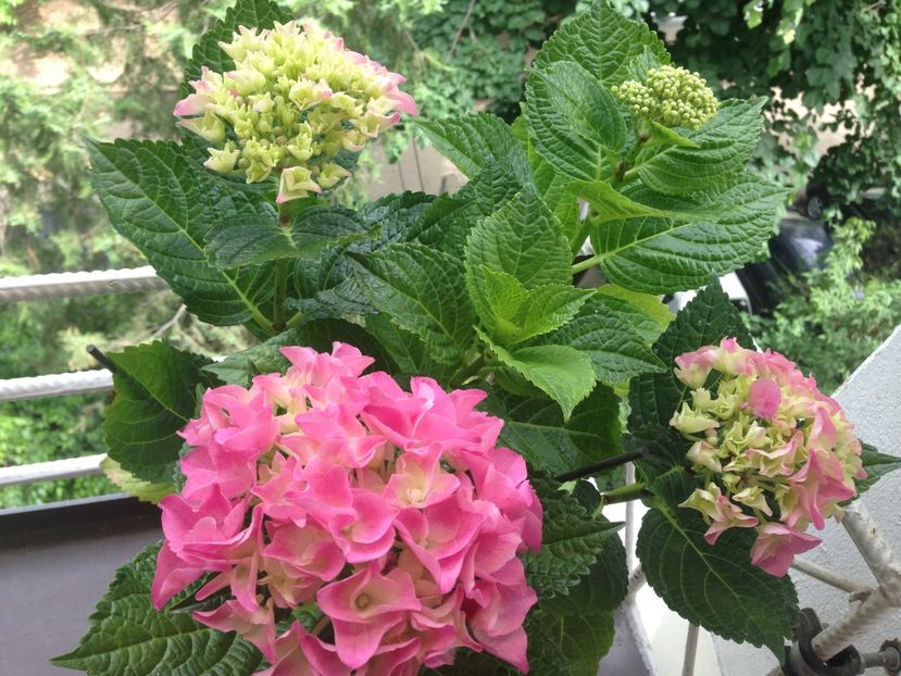 hortensie - Achizitii FLORI 2017