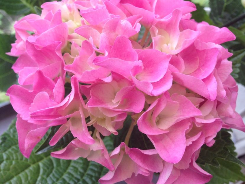 hortensie - Achizitii FLORI 2017