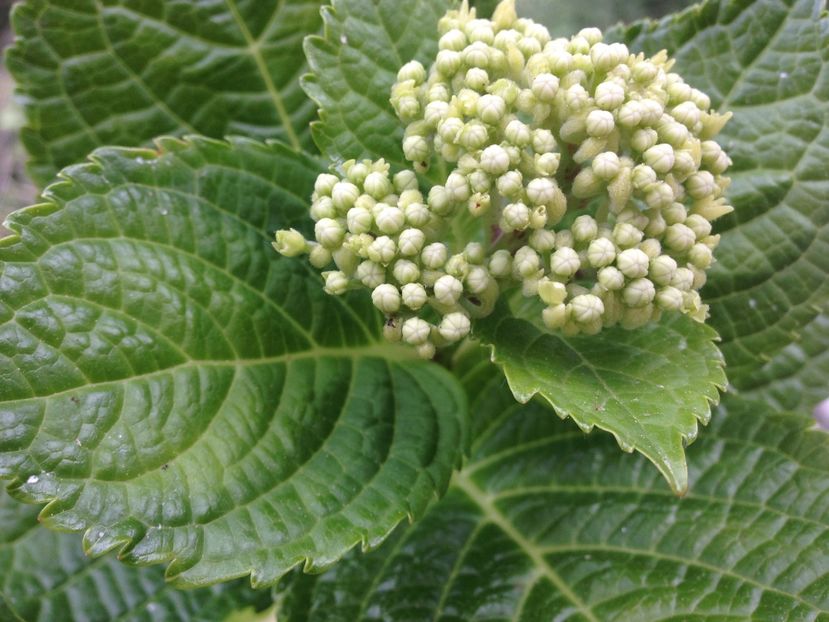 hortensie - Achizitii FLORI 2017