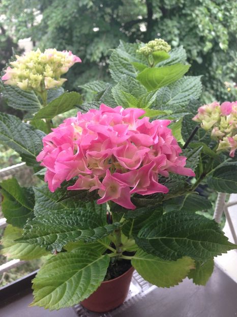 hortensie - Achizitii FLORI 2017