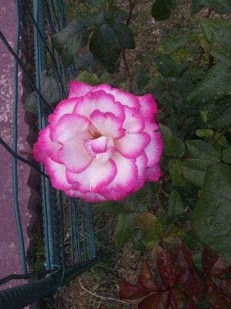 Harlequin-Korlupo7 - Harlequin-Korlupo