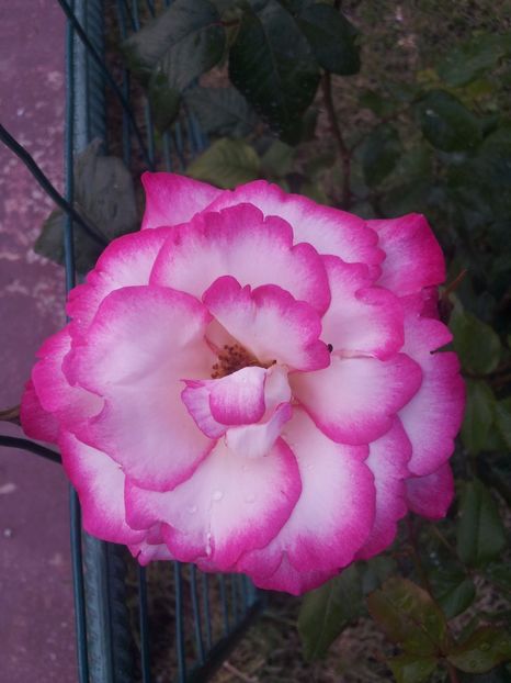 Harlequin-Korlupo8 - Harlequin-Korlupo