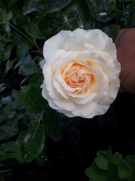 Marton Aron 4 - Marton Aron