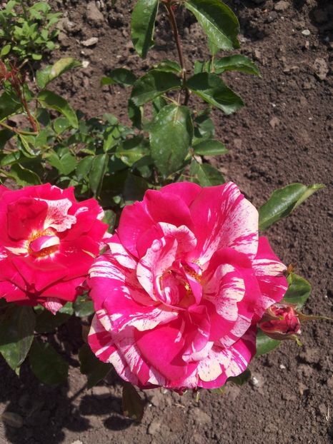 Borceliade 2 - Borceliade