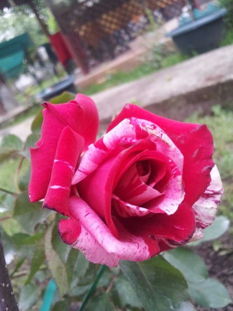 1 Julio Iglesias - Julio Iglesias