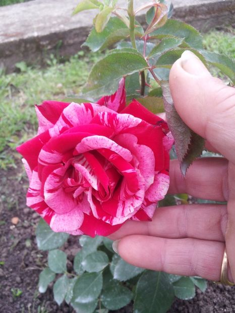 2 Julio Iglesias - Julio Iglesias