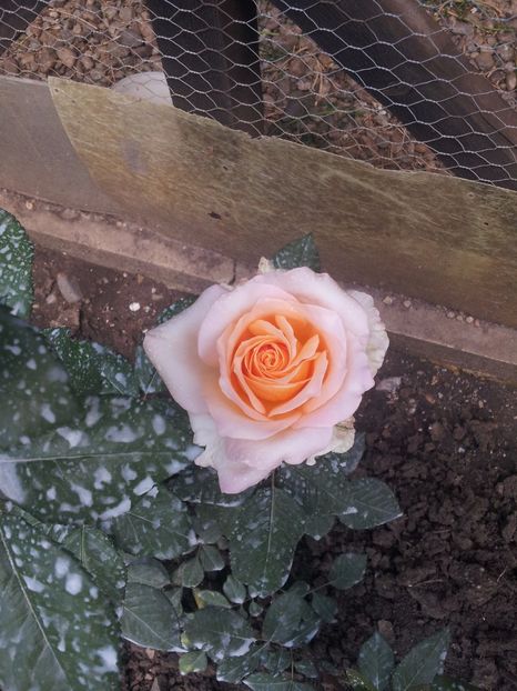 Casanova 5 - Casanova