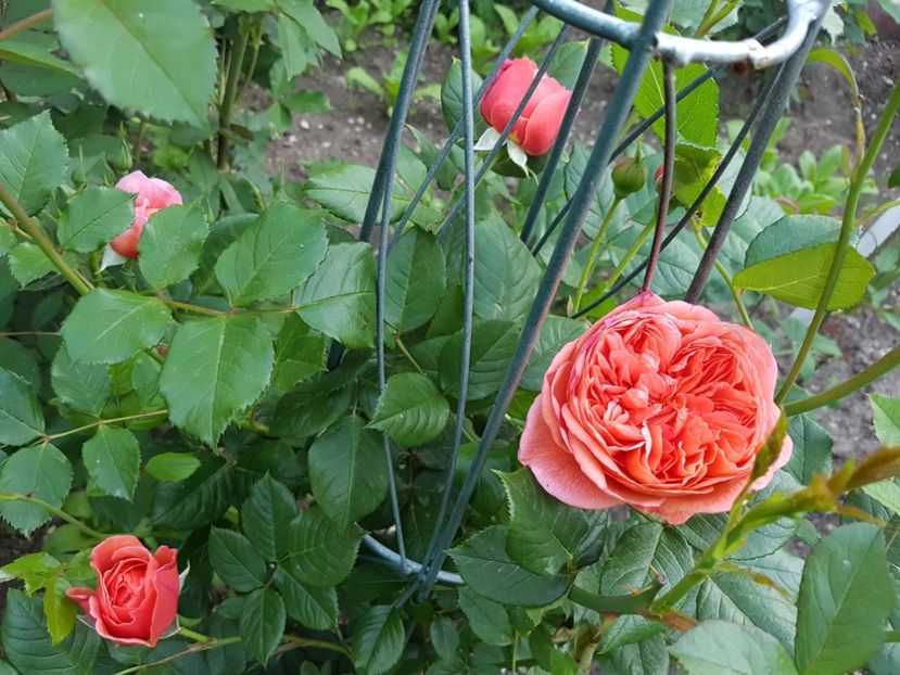 20170523_195935[1] - summer song