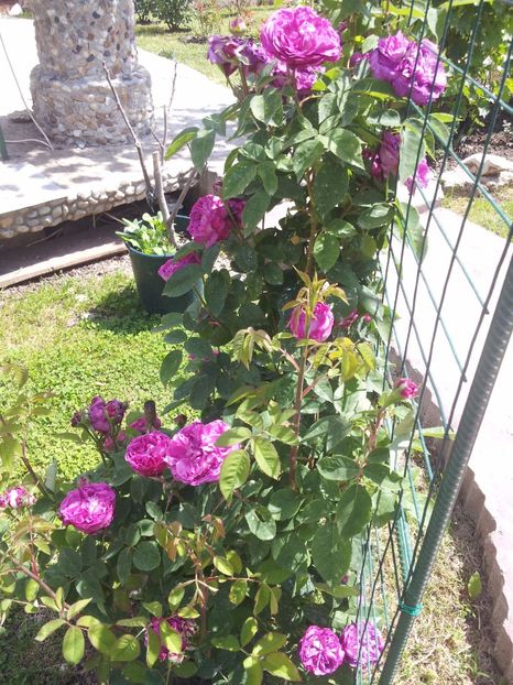 2Reine des Violettes - Reine des Violettes