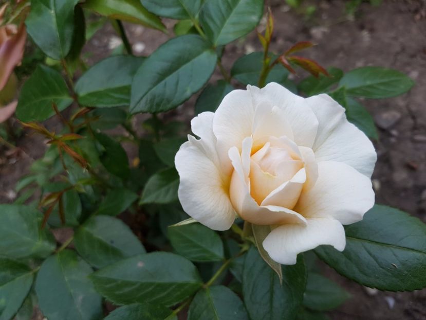 suntem micuta - nadine xella richi