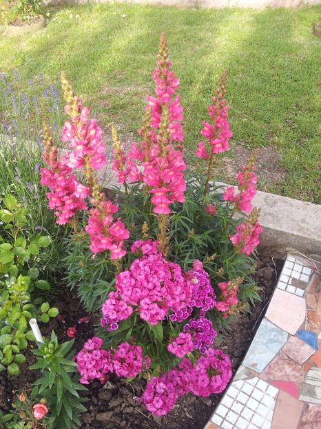  - M 2017 Gradina cu Flori