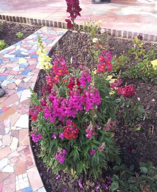 ss1 - M 2017 Gradina cu Flori