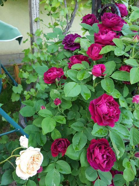  - souvenir du dr jamain