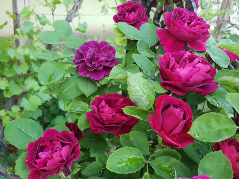  - souvenir du dr jamain